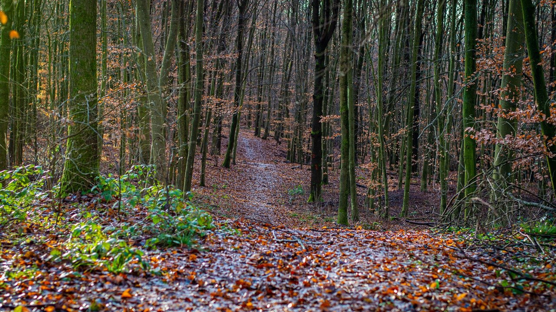 Le secteur forestier doit utiliser des peintures certifiées